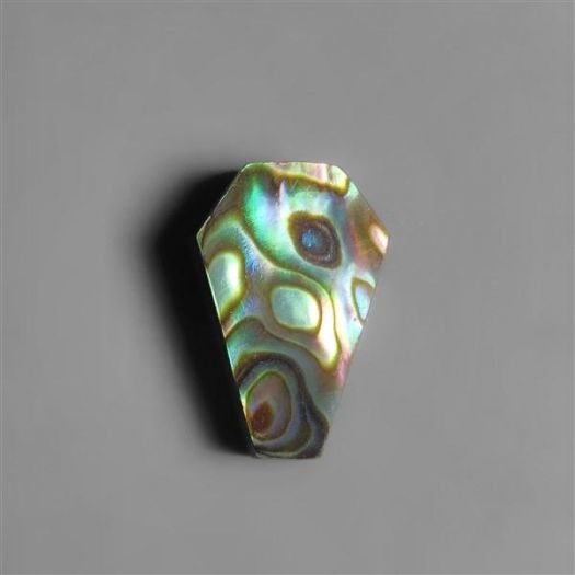abalone-shell-n3210