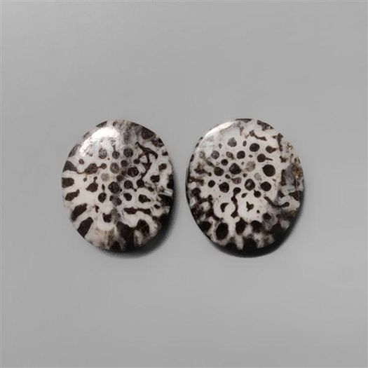 Black Fossil Coral Pair