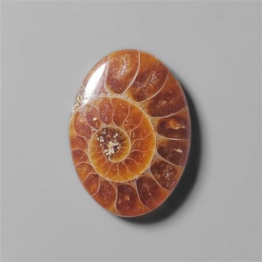 ammonite-fossil-n5416