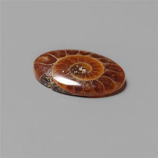 ammonite-fossil-n5416