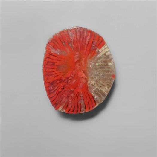 Rare Utah Red Horn Coral