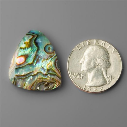 Paua Shell/Abalone Shell