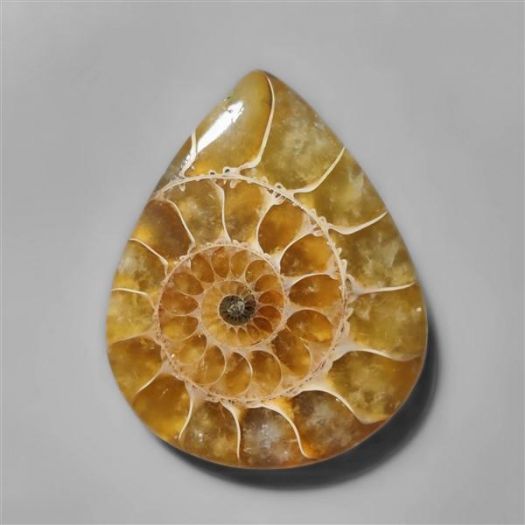 ammonite fossil-n8285