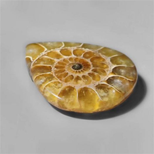 ammonite fossil-n8285