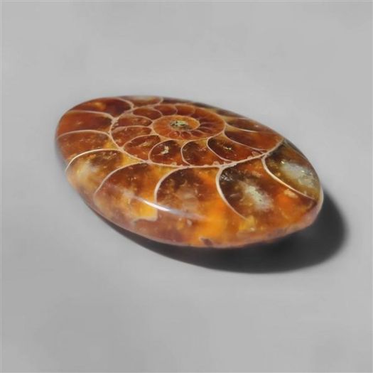 ammonite fossil-n8289