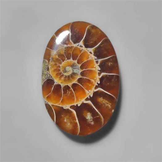 ammonite fossil-n8291