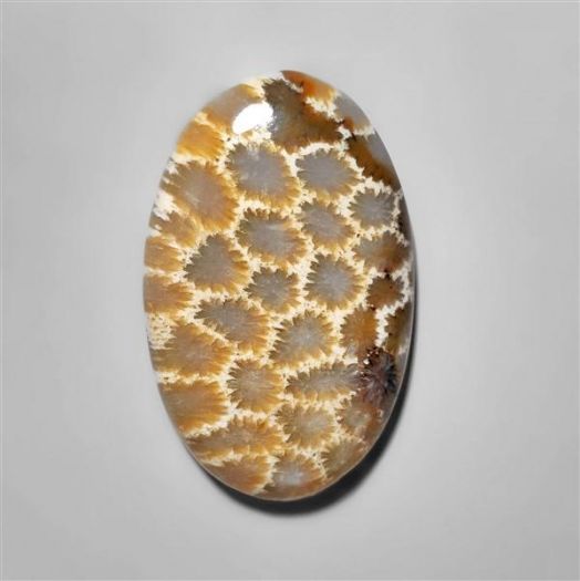 fossilised coral-n8521