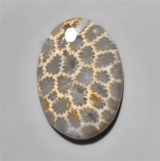 fossilised coral-n8522