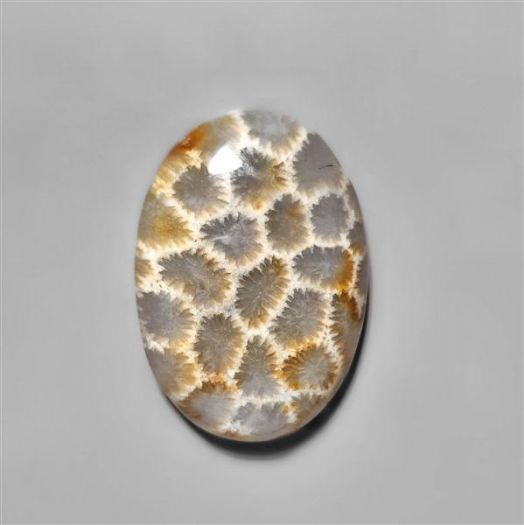 fossilised coral-n8523