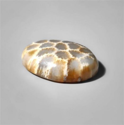fossilised coral-n8523