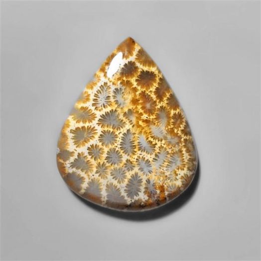 fossilised coral-n8526