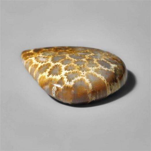 fossilised coral-n8526