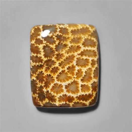 fossilised coral-n8528