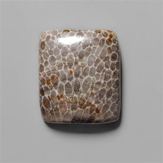 black-fossil-coral-n8846