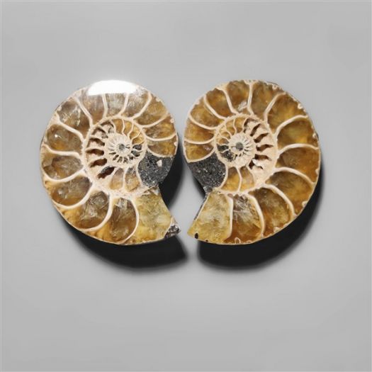 ammonite-fossil-pair-n9113