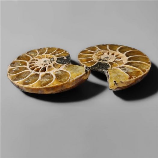 ammonite-fossil-pair-n9113