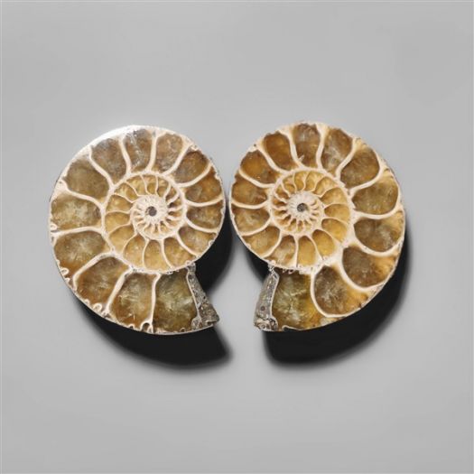 ammonite-fossil-pair-n9114