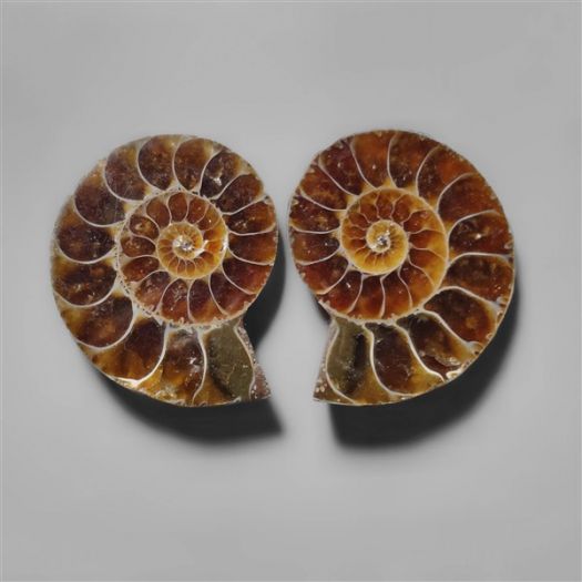ammonite-fossil-pair-n9116