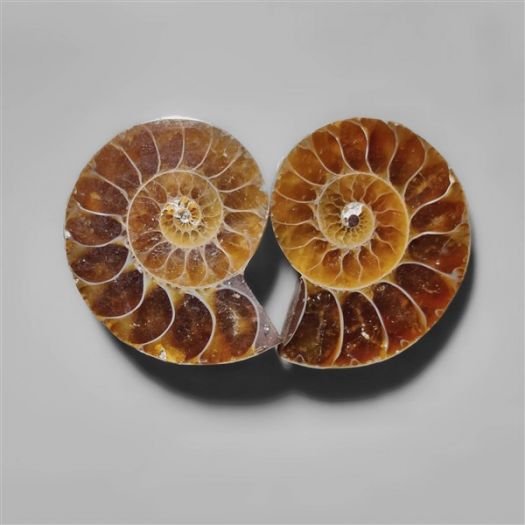 ammonite-fossil-pair-n9118