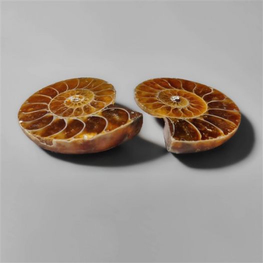 ammonite-fossil-pair-n9118