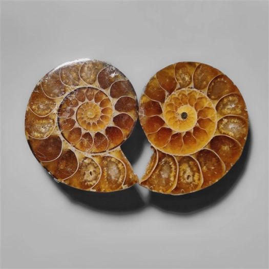 ammonite-fossil-pair-n9119
