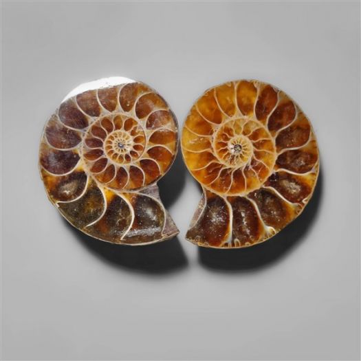 ammonite-fossil-pair-n9121