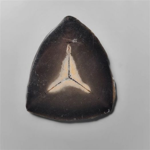 balck-septarian-fossil-n9910