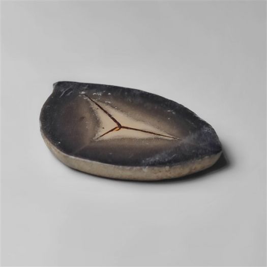 balck-septarian-fossil-n9911